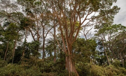 VELUX: i WWF – historyczny projekt regeneracji lasów