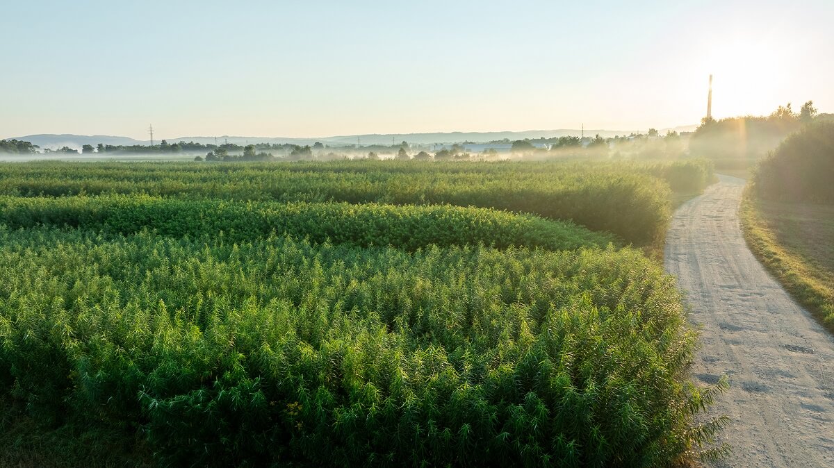 Zdjęcie 6 Plantacja wierzby energetycznej (www)