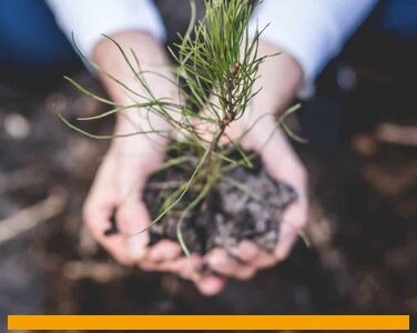 GEBHARDT-STAHL: Zwiększenie powierzchni zalesionej 225 drzewkami